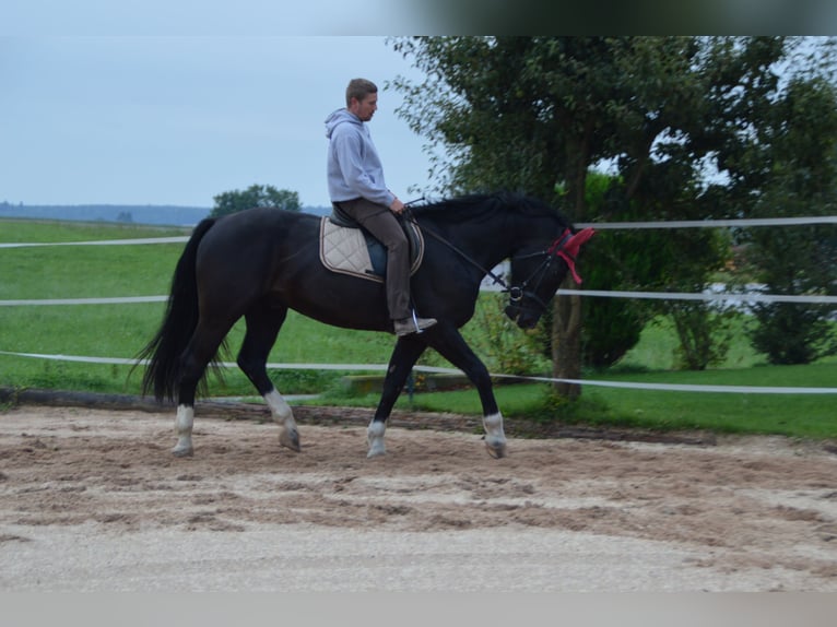 Heavy Warmblood Gelding 3 years 16,1 hh Black in Dischingen-Hofen
