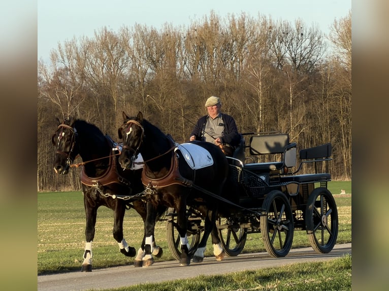 Heavy Warmblood Gelding 3 years 16,1 hh Black in Riedlingen