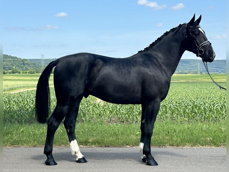 Heavy Warmblood Gelding 3 years 16,1 hh Black in Riedlingen
