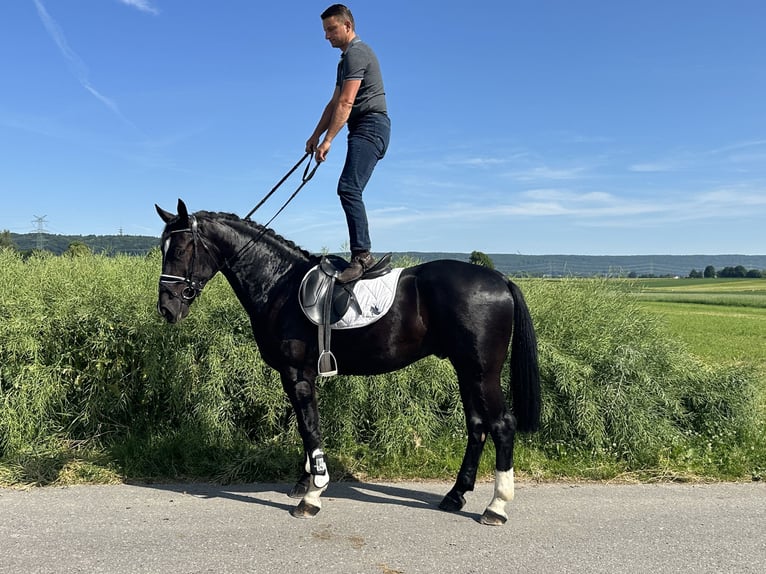 Heavy Warmblood Gelding 3 years 16,1 hh Black in Riedlingen