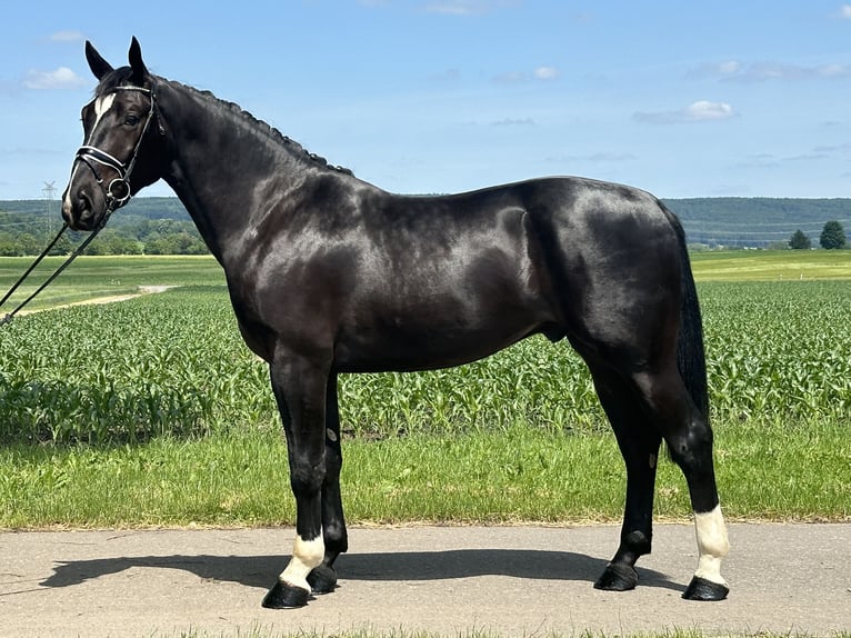 Heavy Warmblood Gelding 3 years 16,1 hh Black in Riedlingen