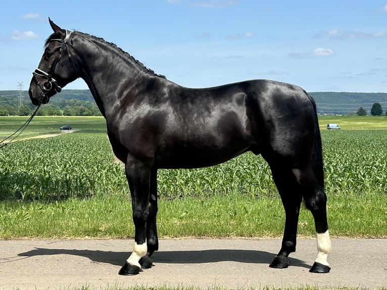 Heavy Warmblood Gelding 3 years 16,1 hh Black in Riedlingen