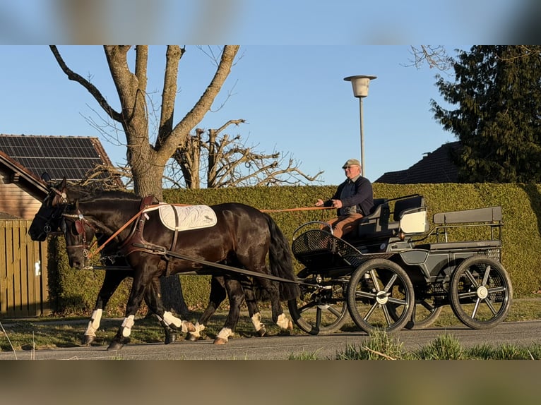 Heavy Warmblood Gelding 3 years 16,1 hh Black in Riedlingen