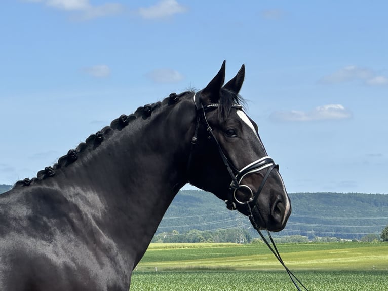 Heavy Warmblood Gelding 3 years 16,1 hh Black in Riedlingen