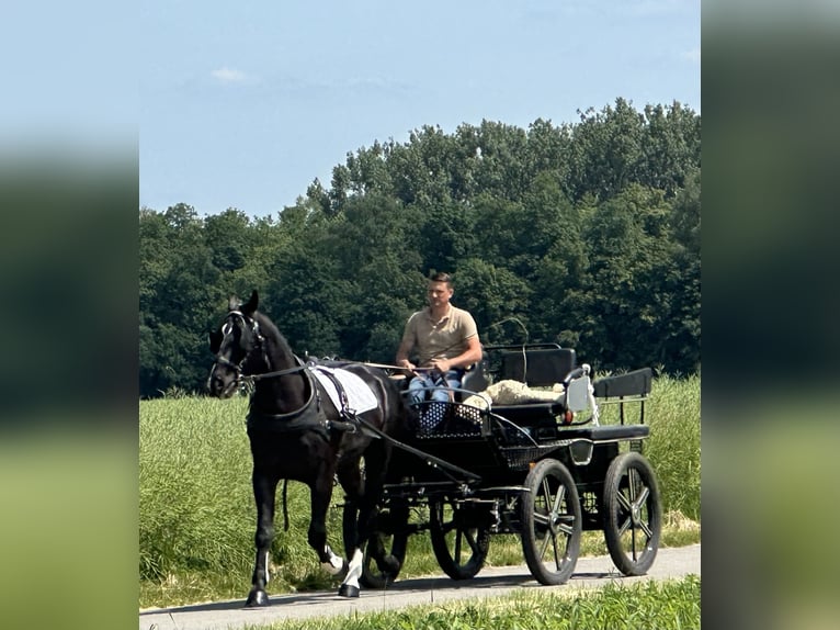 Heavy Warmblood Gelding 3 years 16,1 hh Black in Riedlingen