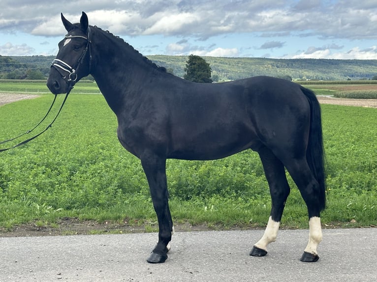 Heavy Warmblood Gelding 3 years 16,1 hh Black in Riedlingen