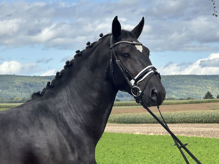 Heavy Warmblood Gelding 3 years 16,1 hh Black in Riedlingen