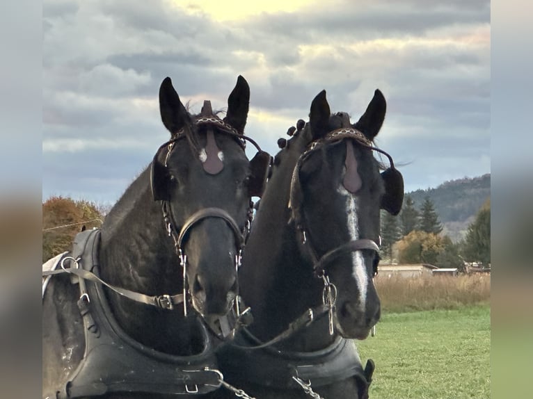 Heavy Warmblood Gelding 3 years 16,1 hh Black in Riedlingen Heavy Warmblood Gelding 3 years 16,1 hh Black in Riedlingen