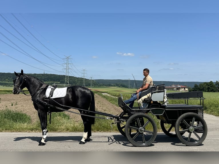 Heavy Warmblood Gelding 3 years 16,1 hh Black in Riedlingen