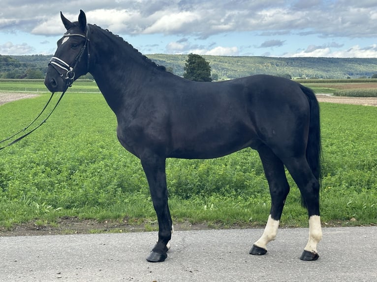 Heavy Warmblood Gelding 3 years 16,1 hh Black in Riedlingen