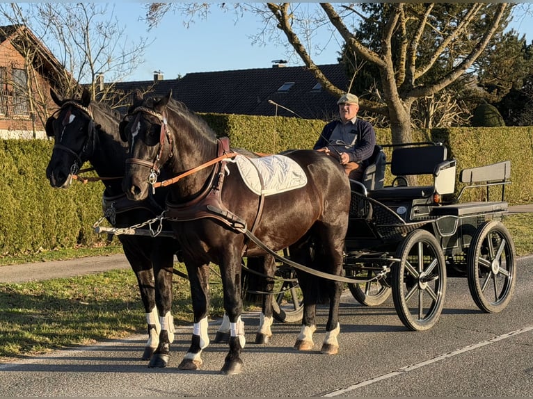 Heavy Warmblood Gelding 3 years 16,1 hh Black in Riedlingen