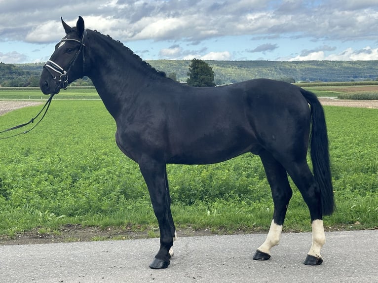Heavy Warmblood Gelding 3 years 16,1 hh Black in Riedlingen