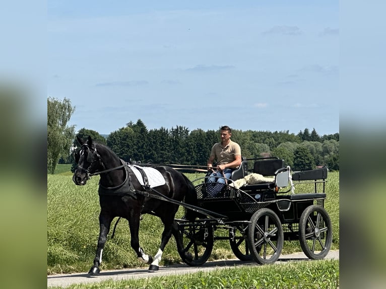 Heavy Warmblood Gelding 3 years 16,1 hh Black in Riedlingen