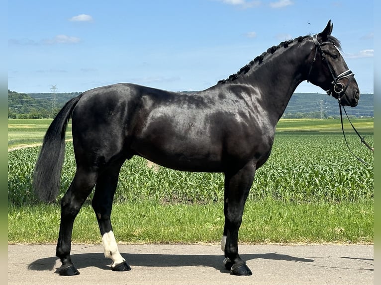 Heavy Warmblood Gelding 3 years 16,1 hh Black in Riedlingen