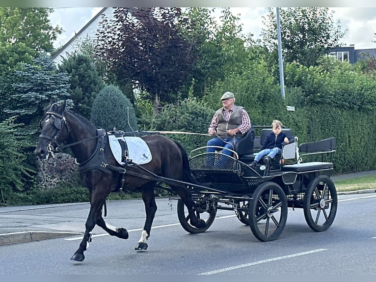 Heavy Warmblood Gelding 3 years 16,1 hh Black in Riedlingen