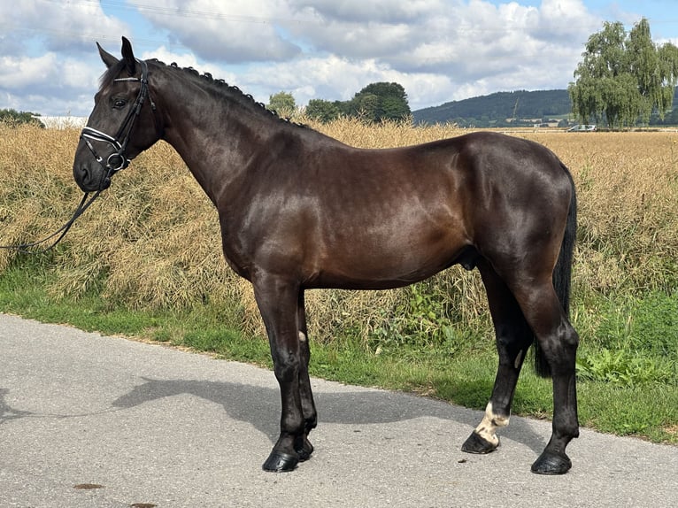 Heavy Warmblood Gelding 3 years 16,1 hh Black in Riedlingen