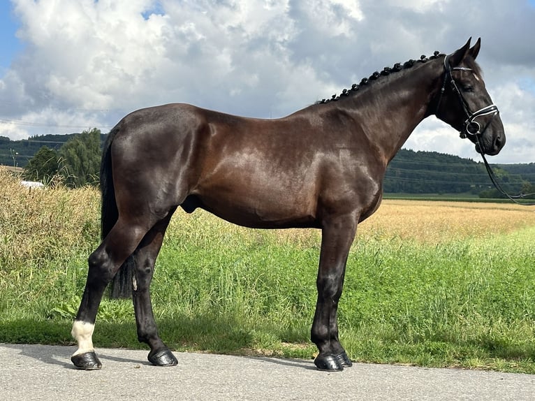 Heavy Warmblood Gelding 3 years 16,1 hh Black in Riedlingen