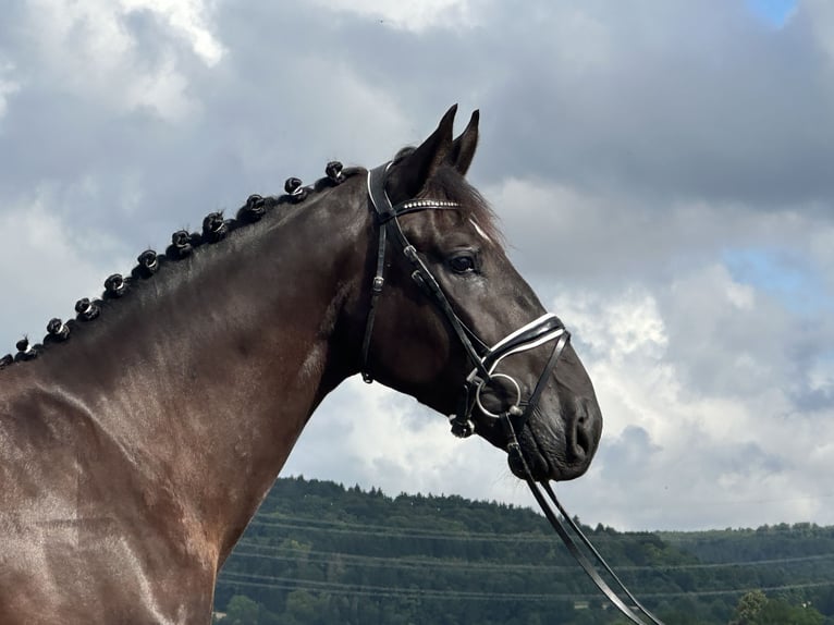 Heavy Warmblood Gelding 3 years 16,1 hh Black in Riedlingen