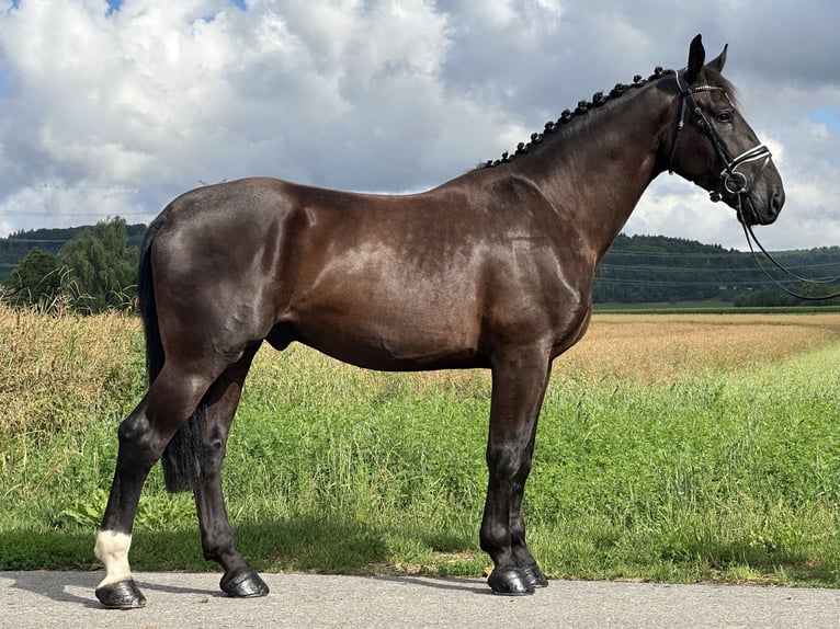Heavy Warmblood Gelding 3 years 16,1 hh Black in Riedlingen