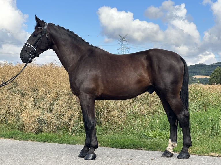 Heavy Warmblood Gelding 3 years 16,1 hh Black in Riedlingen