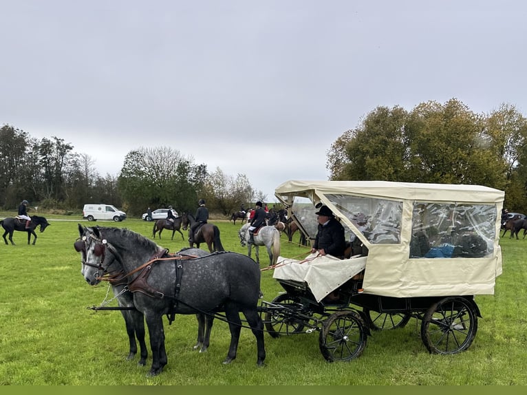 Heavy Warmblood Gelding 3 years 16,1 hh Grey in Riedlingen Heavy Warmblood Gelding 3 years 16,1 hh Grey in Riedlingen