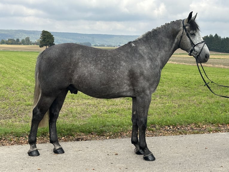 Heavy Warmblood Gelding 3 years 16,1 hh Grey in Riedlingen