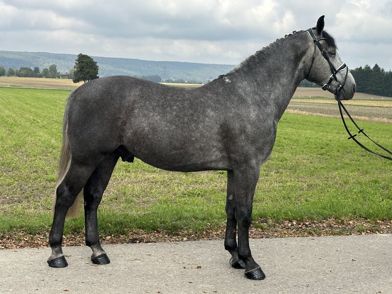 Heavy Warmblood Gelding 3 years 16,1 hh Grey in Riedlingen