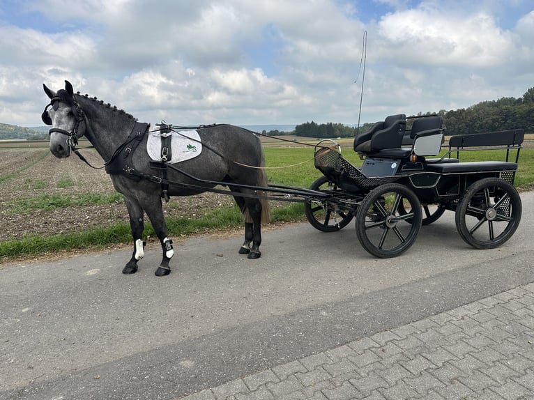 Heavy Warmblood Gelding 3 years 16,1 hh Grey in Riedlingen