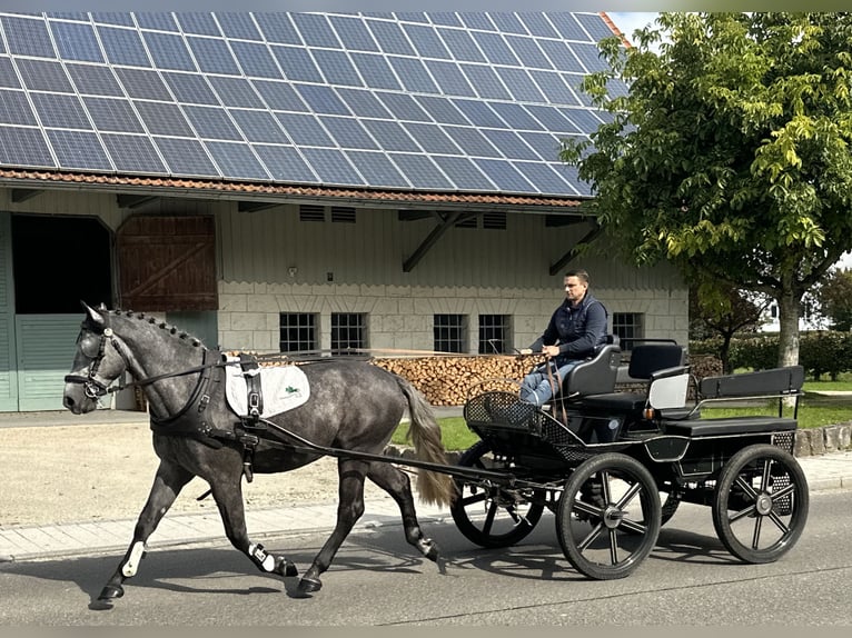 Heavy Warmblood Gelding 3 years 16,1 hh Grey in Riedlingen