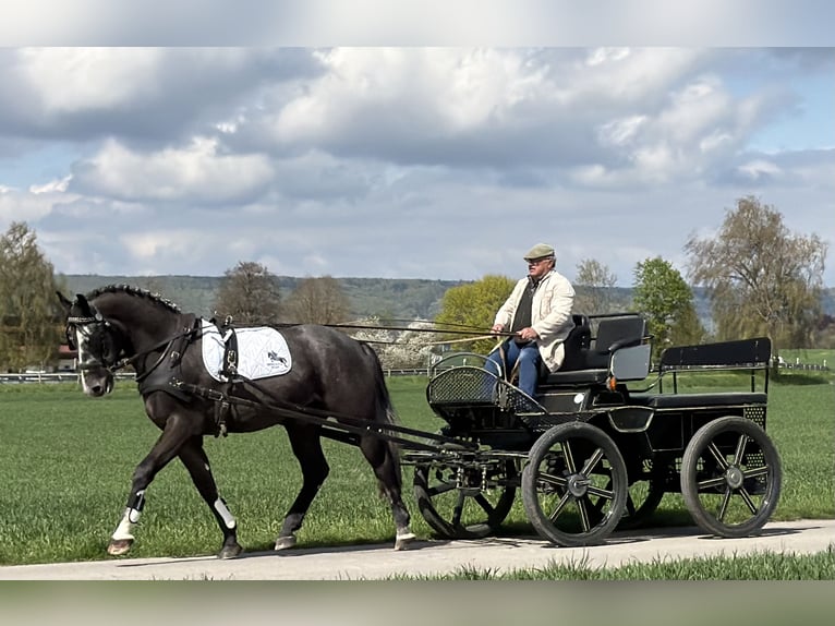 Heavy Warmblood Gelding 3 years 16,1 hh Grey in Riedlingen