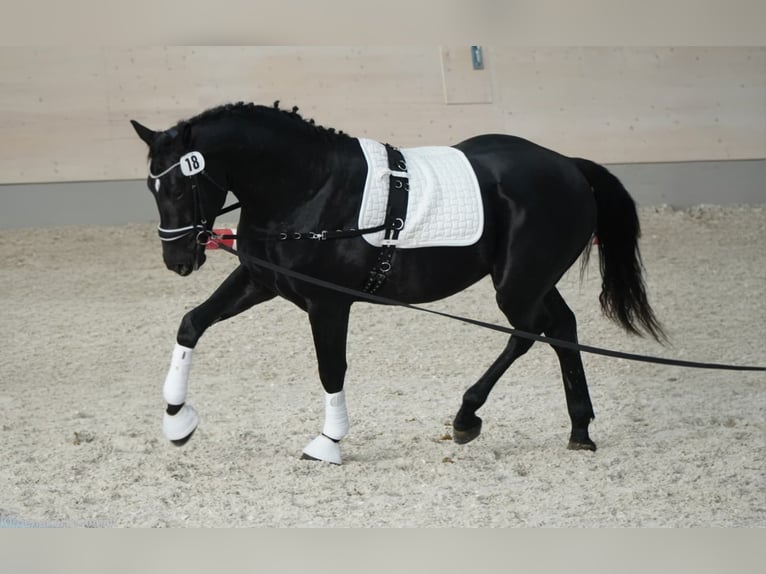 Heavy Warmblood Gelding 3 years 16,2 hh Black in Hermsdorf