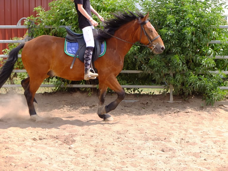 Heavy Warmblood Gelding 4 years 15,1 hh Bay-Dark in Buttstädt