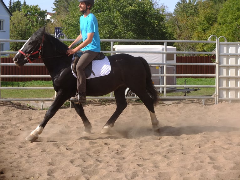 Heavy Warmblood Gelding 4 years 15,1 hh Bay-Dark in Buttstädt