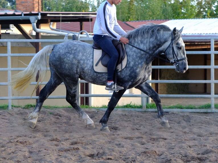 Heavy Warmblood Gelding 4 years 15,1 hh Bay-Dark in Buttstädt