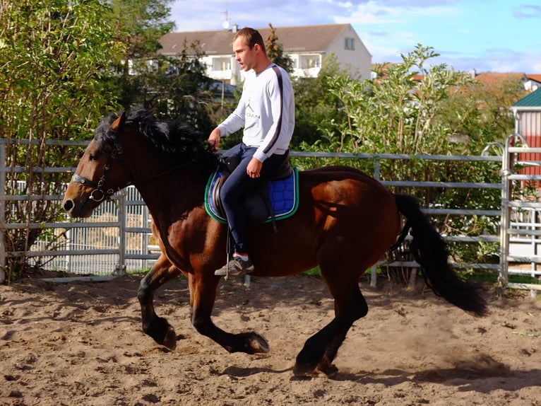 Heavy Warmblood Gelding 4 years 15,1 hh Bay-Dark in Buttstädt