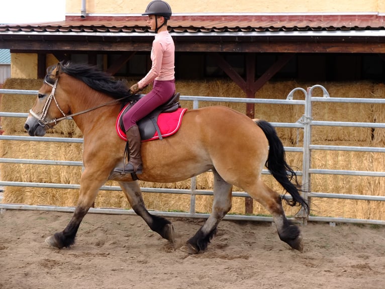 Heavy Warmblood Gelding 4 years 15,1 hh Bay-Dark in Buttstädt