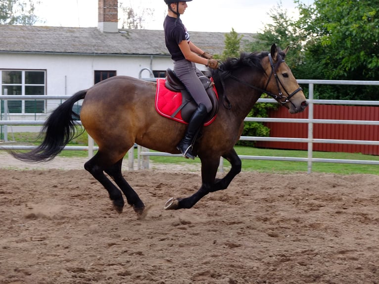 Heavy Warmblood Gelding 4 years 15,1 hh Bay-Dark in Buttstädt