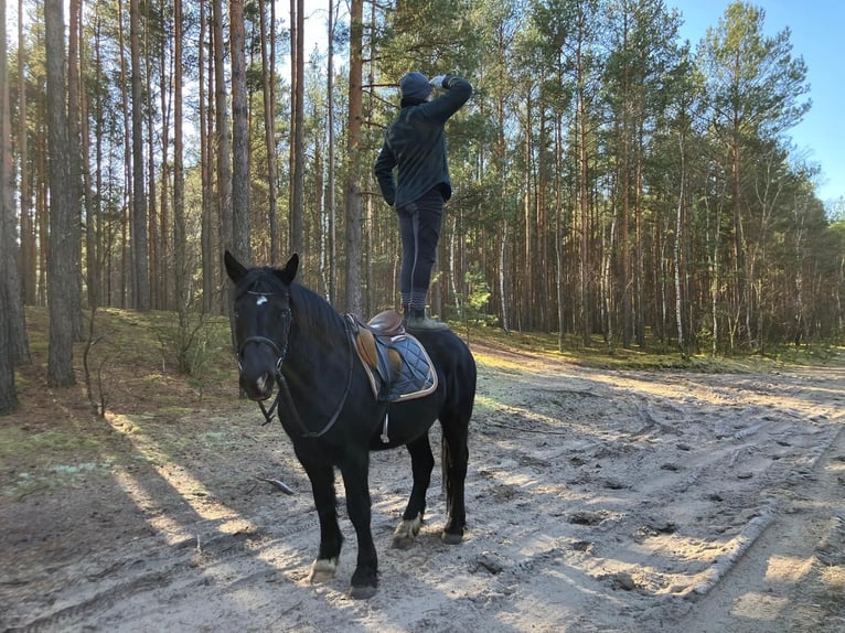 Heavy Warmblood Gelding 4 years 15,1 hh Black in Bad Camberg