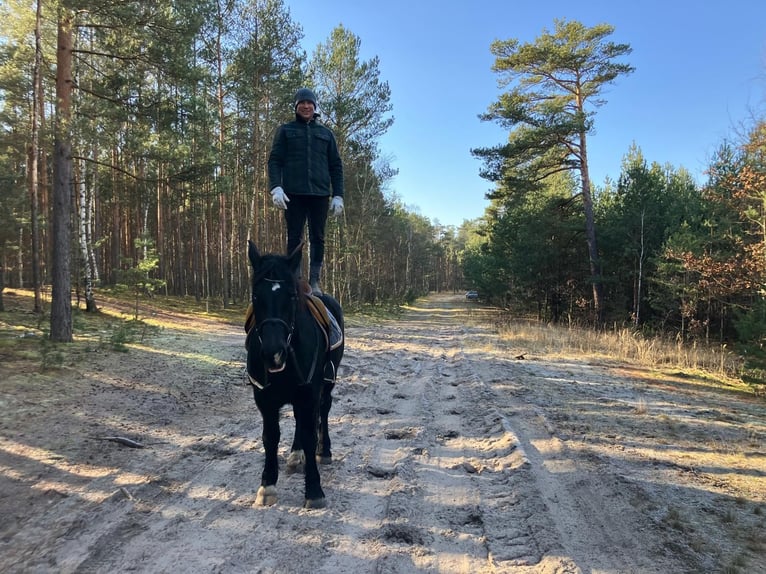 Heavy Warmblood Gelding 4 years 15,1 hh Black in Bad Camberg