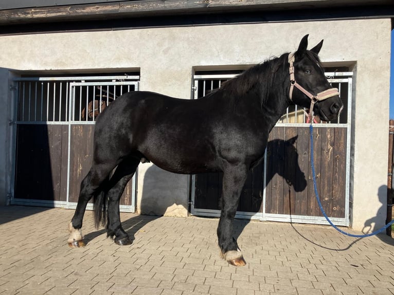 Heavy Warmblood Gelding 4 years 15,1 hh Black in Bad Camberg