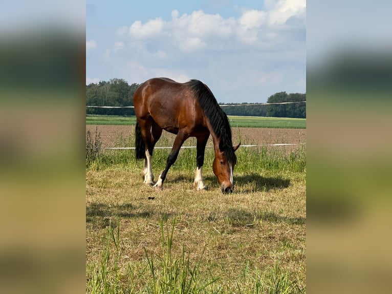 Heavy Warmblood Mix Gelding 4 years 15,1 hh Brown in Neustadt am Rübenberge