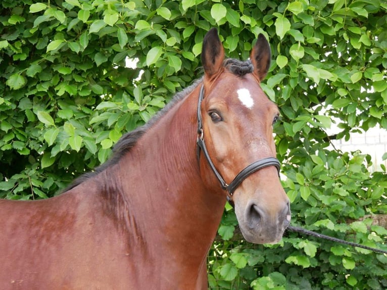 Heavy Warmblood Gelding 4 years 15,1 hh in Dorsten