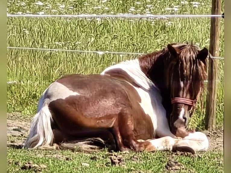 Heavy Warmblood Gelding 4 years 15.1 hh Pinto in Saarland