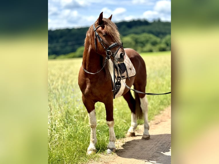 Heavy Warmblood Gelding 4 years 15.1 hh Pinto in Saarland