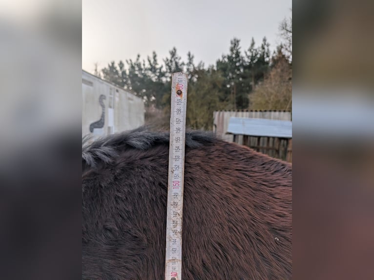 Heavy Warmblood Gelding 4 years 15.2 hh Bay-Dark in Glindenberg