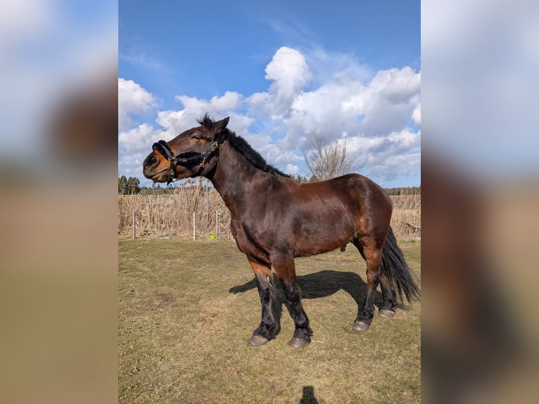 Heavy Warmblood Gelding 4 years 15.2 hh Bay-Dark in Glindenberg