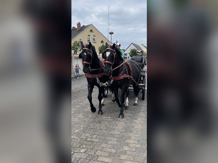 Heavy Warmblood Gelding 4 years 15,2 hh Black in Thießen