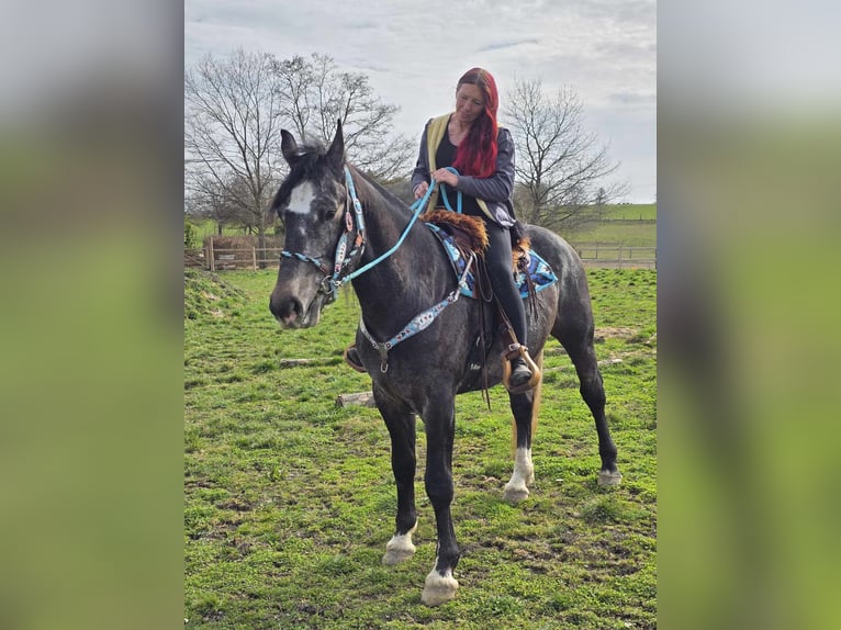 Heavy Warmblood Gelding 4 years 15.2 hh Grey-Dark-Tan in Linkenbach