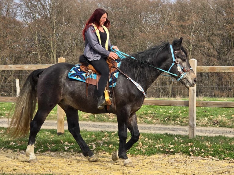 Heavy Warmblood Gelding 4 years 15.2 hh Grey-Dark-Tan in Linkenbach