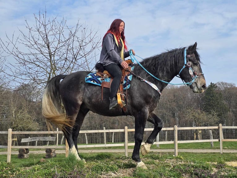 Heavy Warmblood Gelding 4 years 15.2 hh Grey-Dark-Tan in Linkenbach